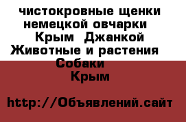 чистокровные щенки немецкой овчарки - Крым, Джанкой Животные и растения » Собаки   . Крым